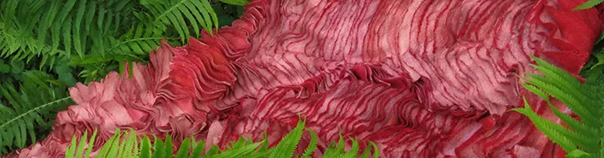 Pink matter in ferns banner