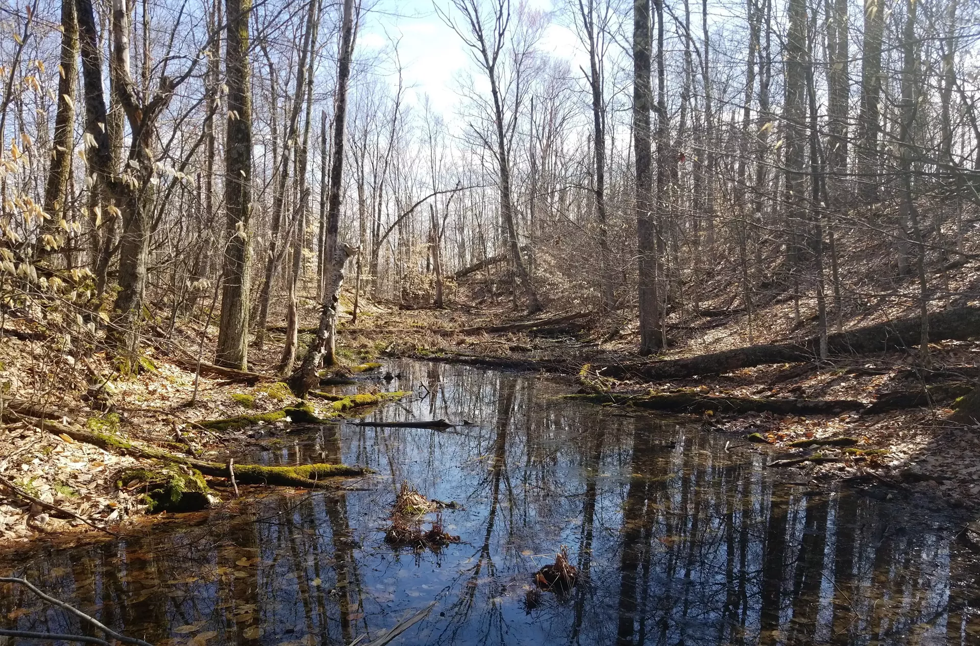 carse_vernal_pool_cropped.webp
