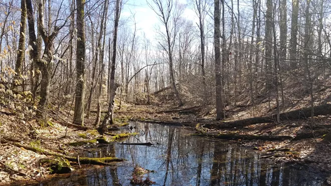 Image: Awakening Woods: A Spring Walk