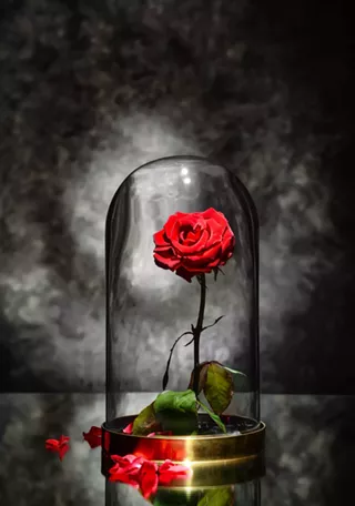 Image: 'Beauty and the Beast'