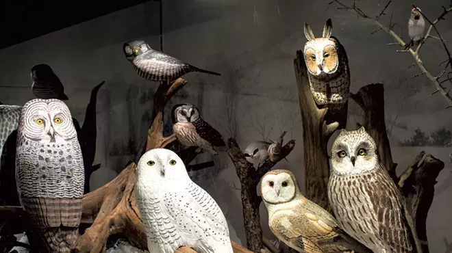 Image: Bob Spear's Legacy Lives on at Birds of Vermont Museum