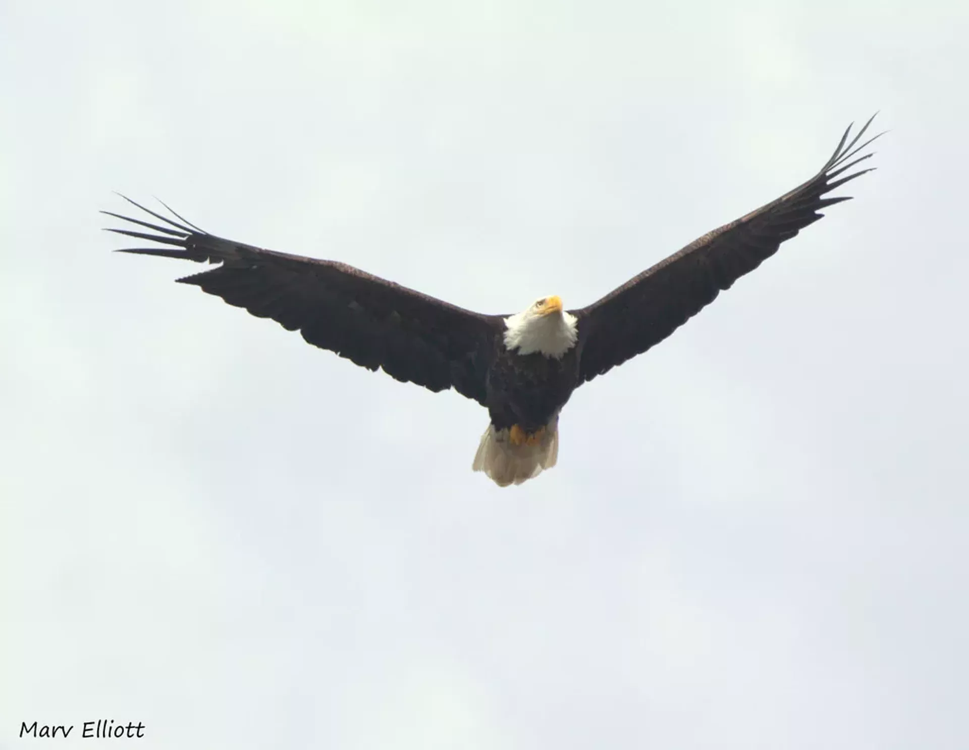 bald-eagle-benson-landing.webp