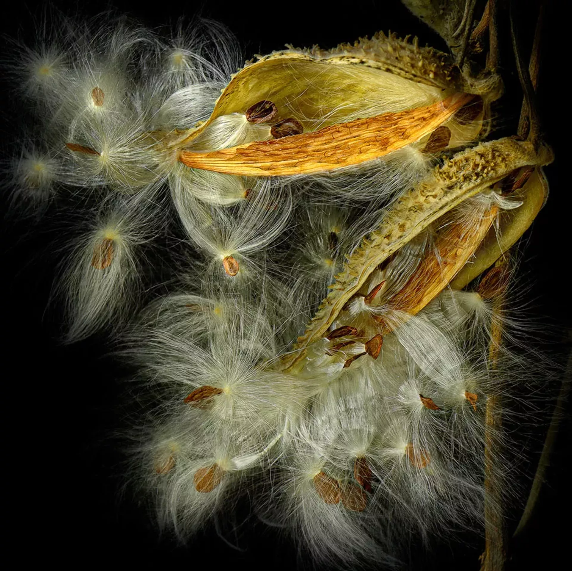 "Golden Moment" by Deb Ehrens