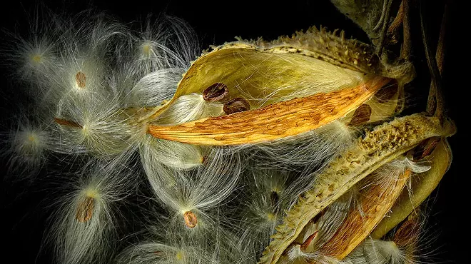 Image: 'Botanical'