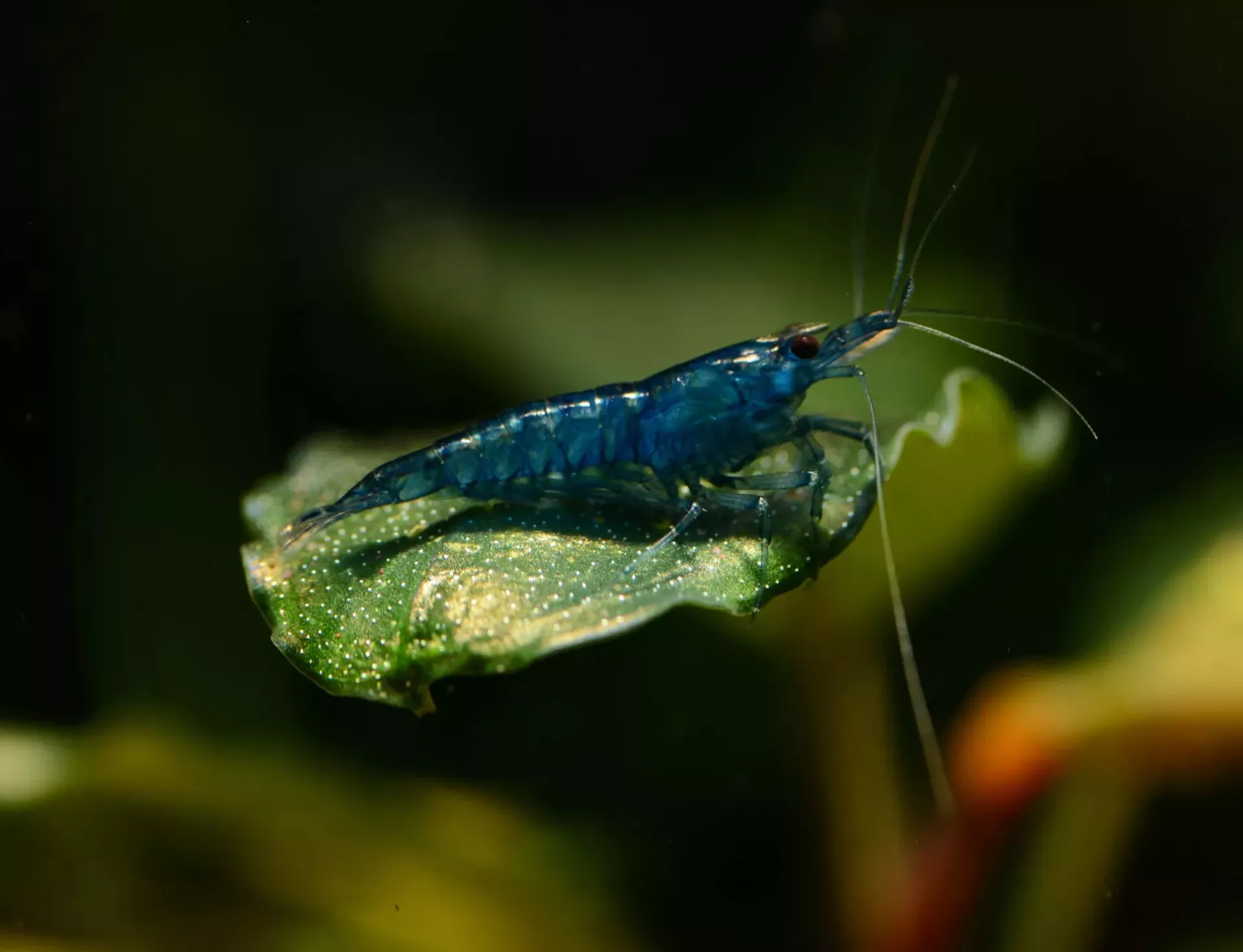 Blue dream freshwater shrimp
