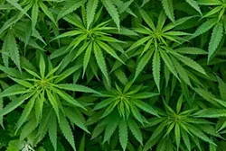 Vermonters on Legal Weed in Colorado: It's Complicated