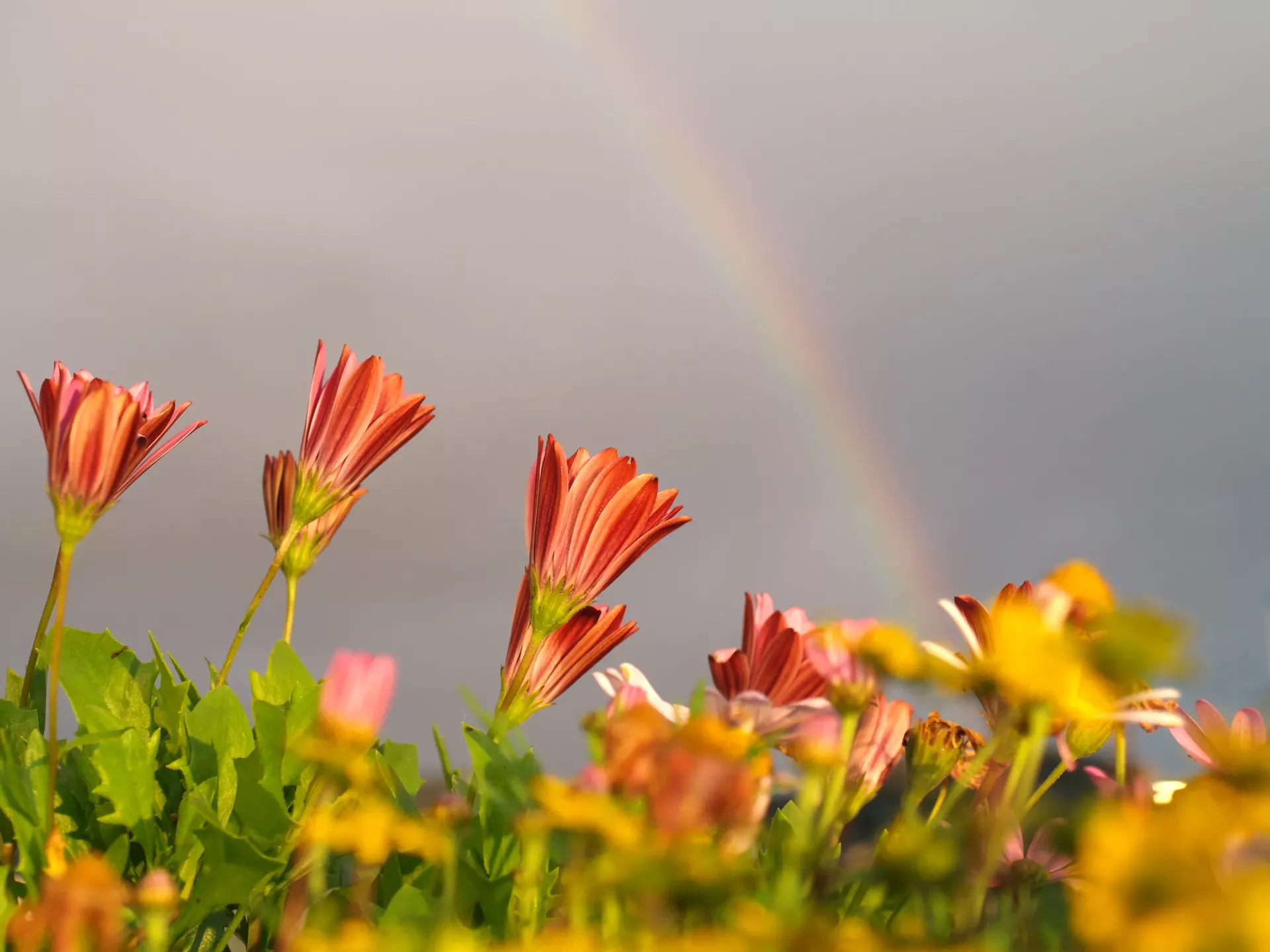 community_planting_day_viviolsen_dreamstime-calendar-mag7-hamilton.webp