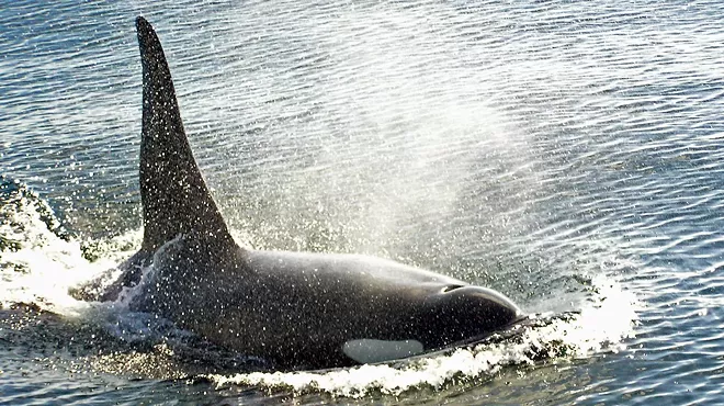 Image: Controversial Orca Film Makes Waves at Revolution Oscar Party