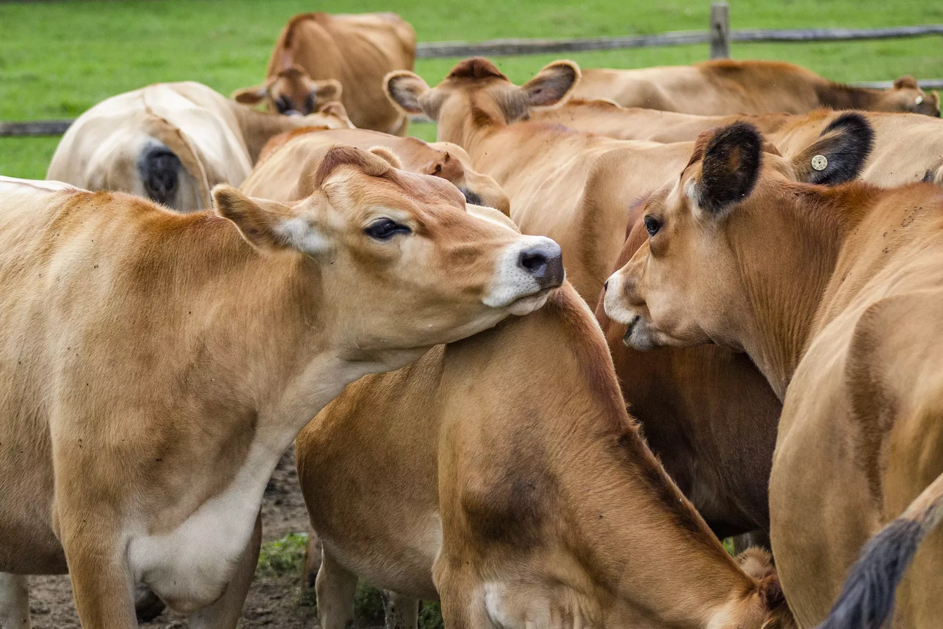 4mb_dairy_celebration.webp