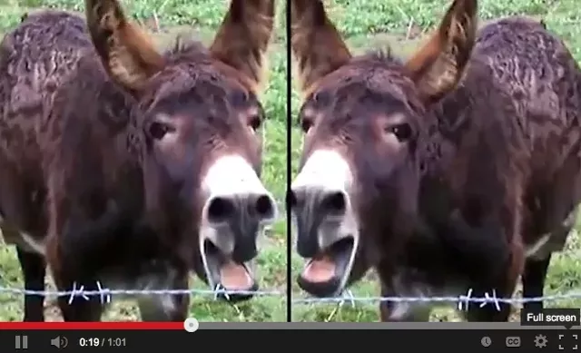 Donkey Dean Stars in "Truly Bizarre" Video by Former Senate Candidate