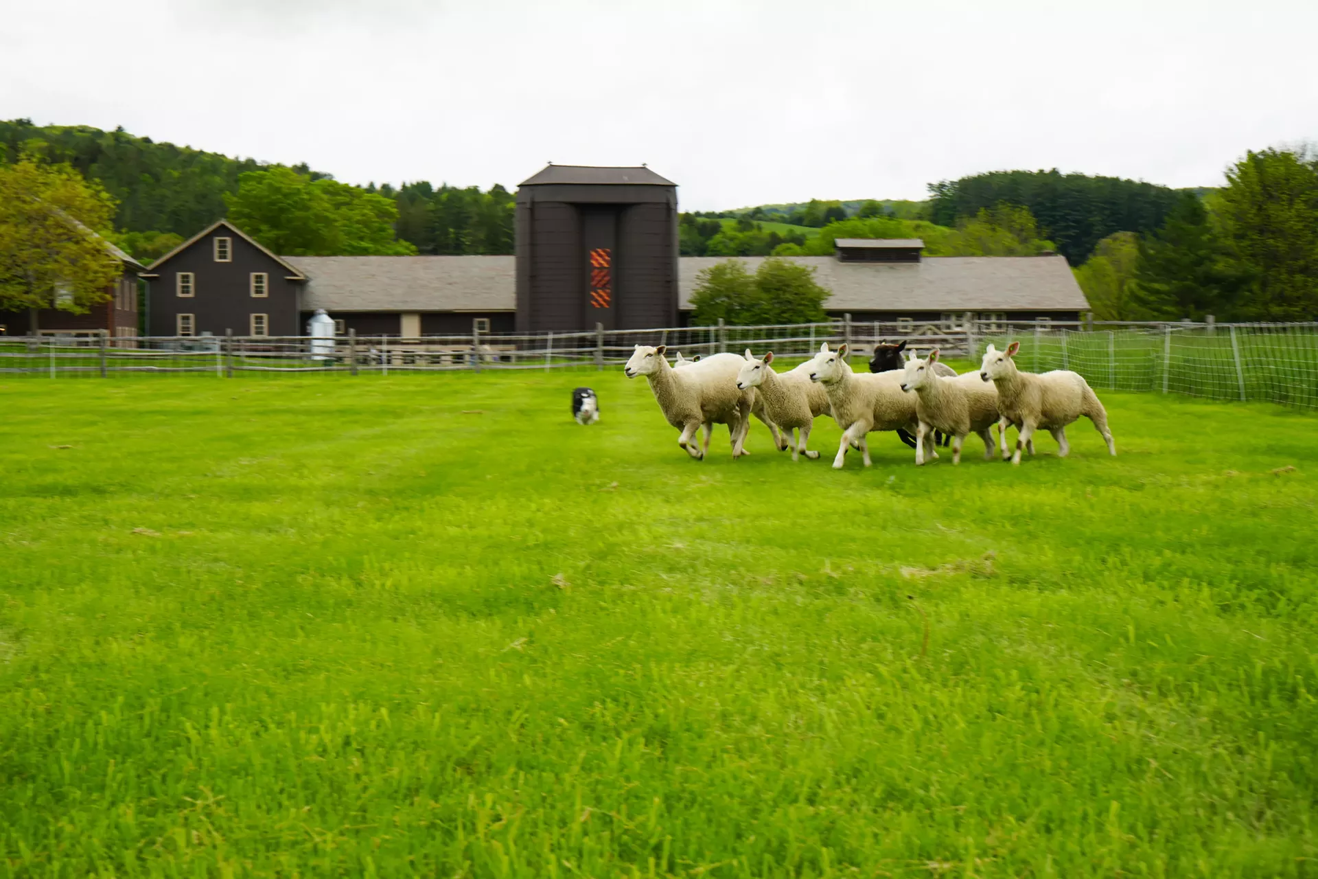 4mb_family_sheep_and_wool.webp