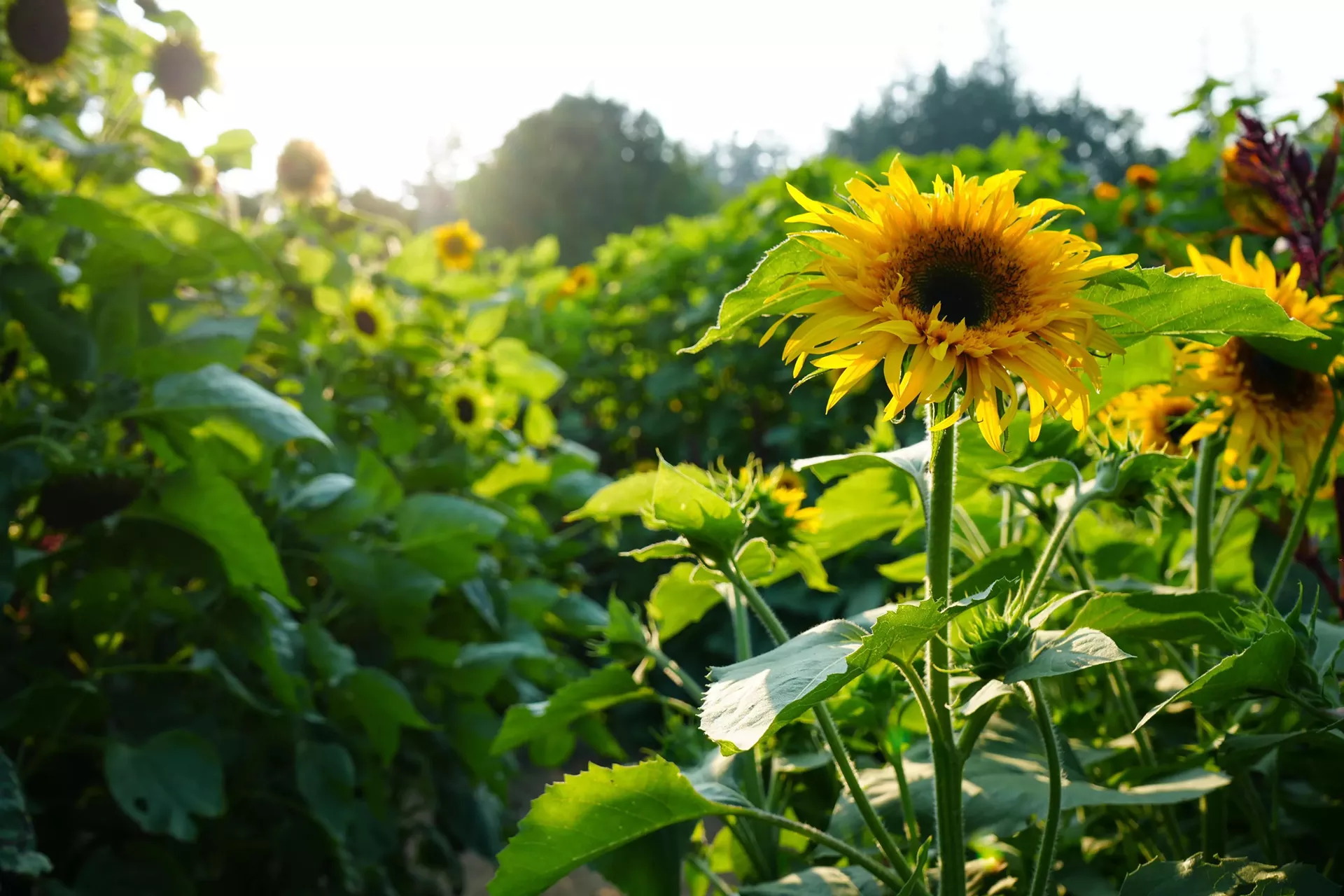 woodstock_garden_day2_courtesy.webp
