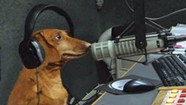 What a Wiener! Hobbes the Dachshund Transforms Talk Radio in Vermont