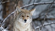 Hunters and Animal Advocates Push to Outlaw Coyote-Killing "Derbies"