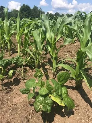 Image: In the Field