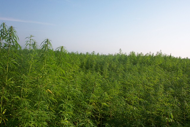 Image of industrial hemp production in France - WIKIPEDIA USER ALEKS (CREATIVE COMMONS)