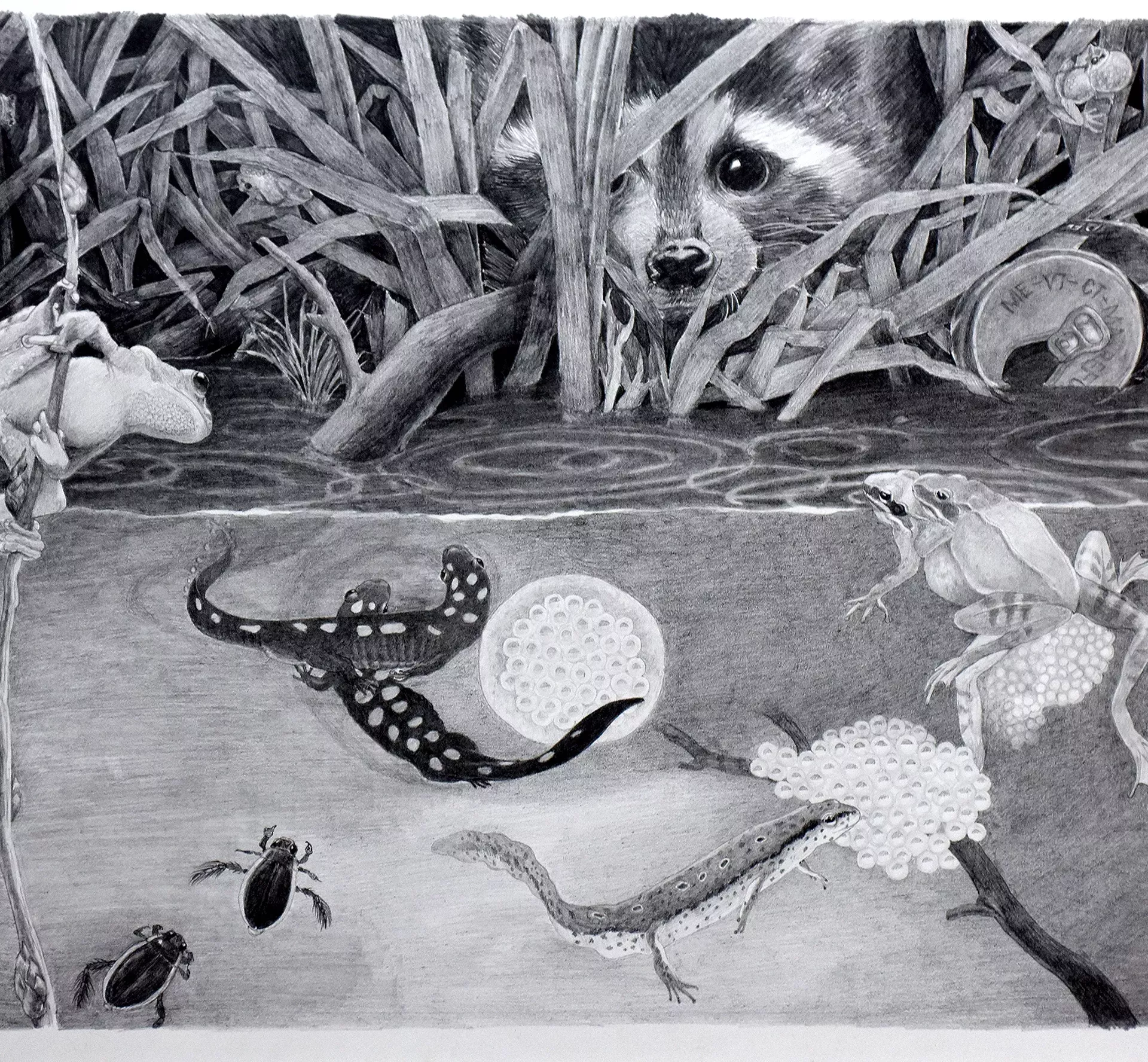 "Pond" by Joan Waltermire