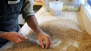 John Mellquist separating grain
