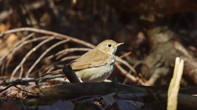 Image: July Bird Monitoring Walk