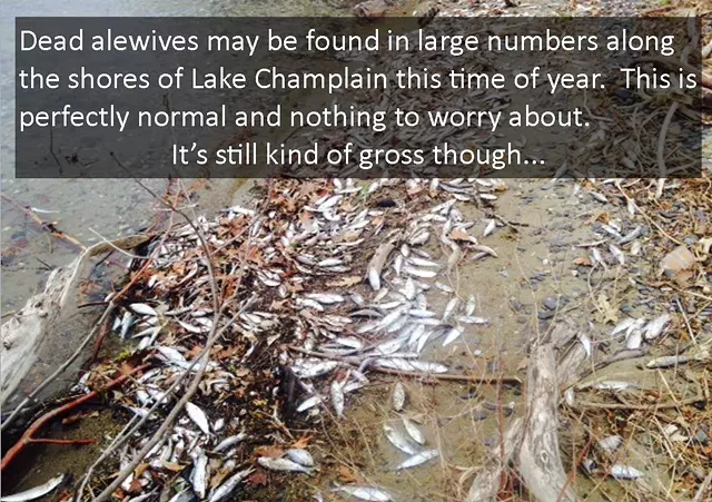 Lake Champlain Fish Die-Offs the New Normal, According to Biologists