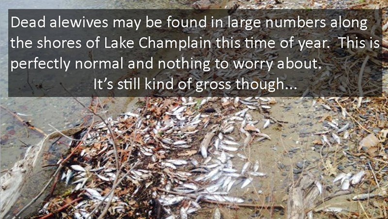 Lake Champlain Fish Die-Offs the New Normal, According to Biologists