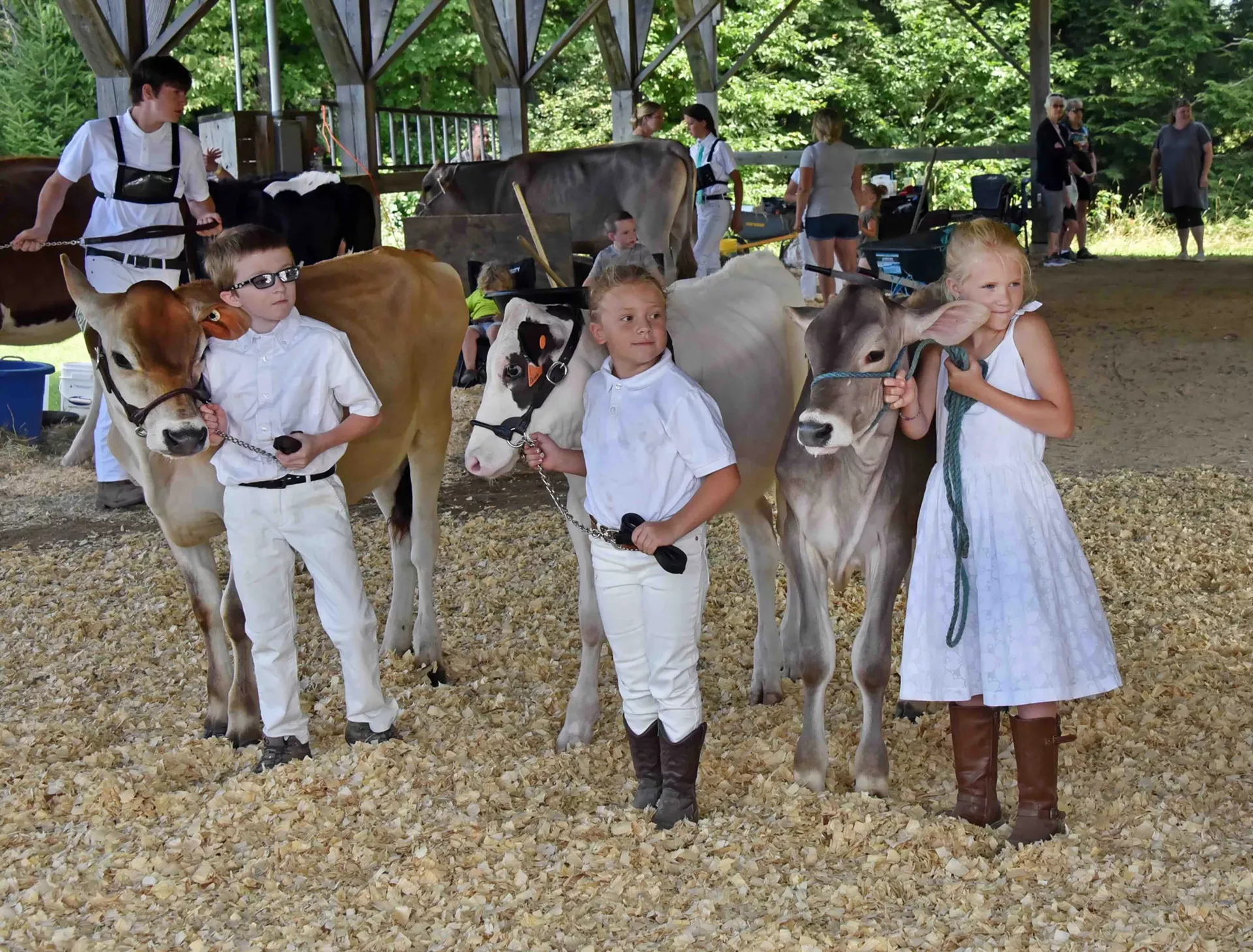 4-H Dairy Show