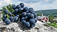 Celebrate Harvest Time at a Vermont Winery