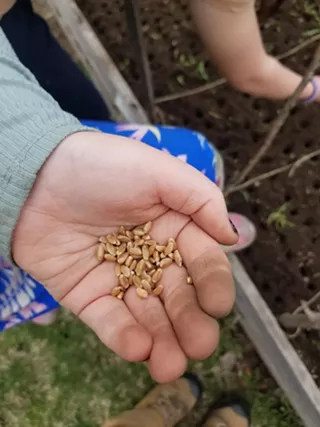 Image: Local Grain Day at the Hardwick Farmers Market
