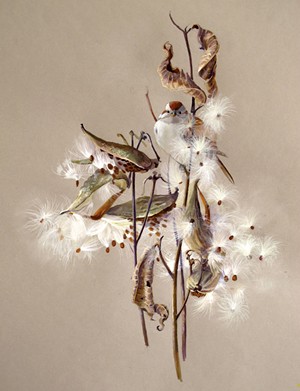 "Milkweed and Tree Sparrow," by Susan Bull Riley - COURTESY OF SUSAN BULL RILEY