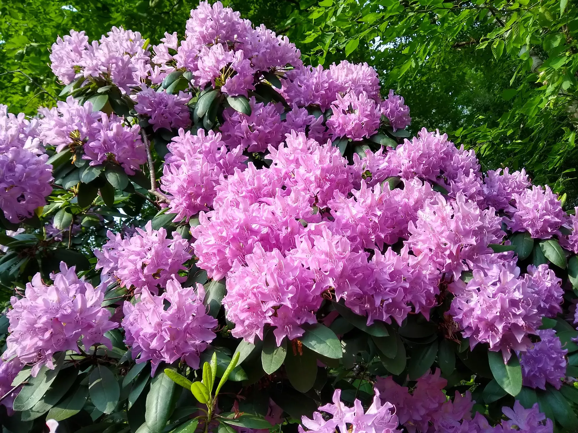 rhododendrons_pink.webp