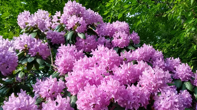 Image: Naulakha Estate & Rhododendron Tour