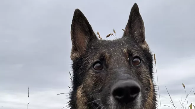 Image: New England K9 Search & Rescue Demo