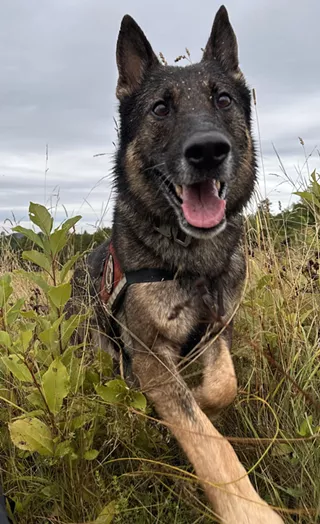 Image: New England K9 Search & Rescue Demo
