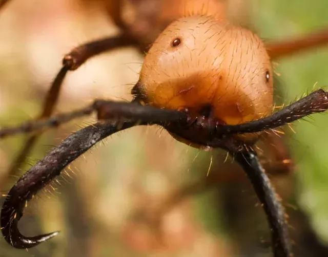Hordes of Ants Invade the Montshire Museum