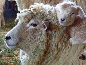 f-sheep-piggybacking.jpg