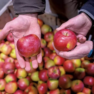 Image: Outbreak Among Workers Shutters Champlain and Douglas Orchards