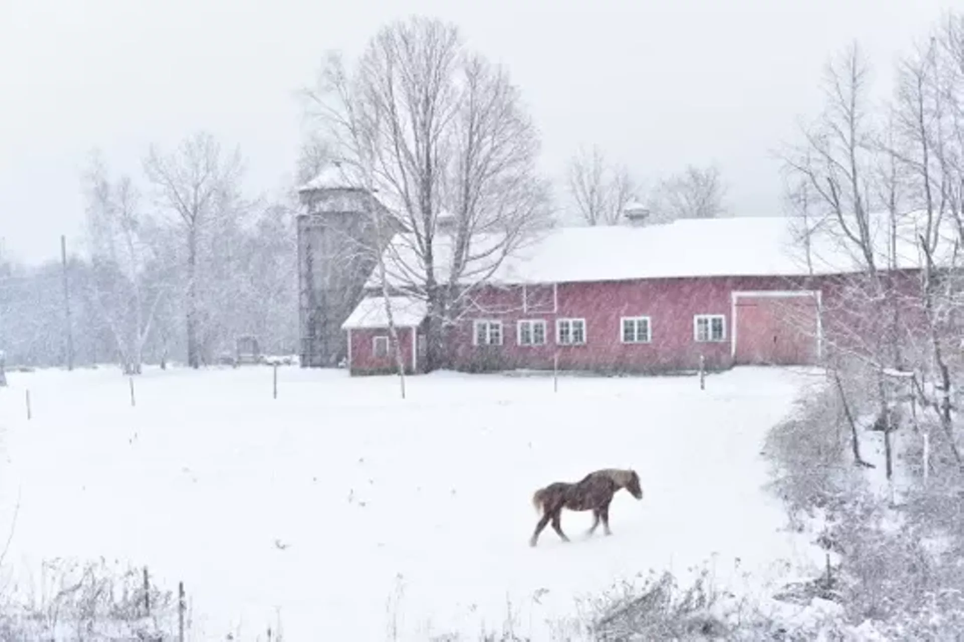 "Headed to the Barn" by Paul Forlenza