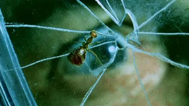 What I'm Watching: Phase IV