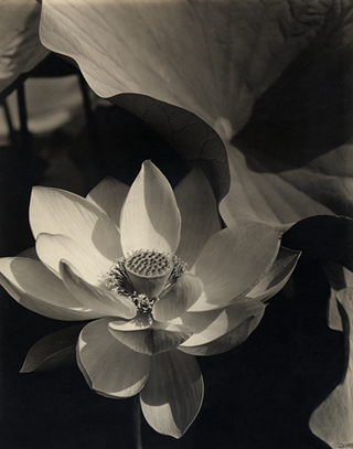 Image: 'Photo-Secession'