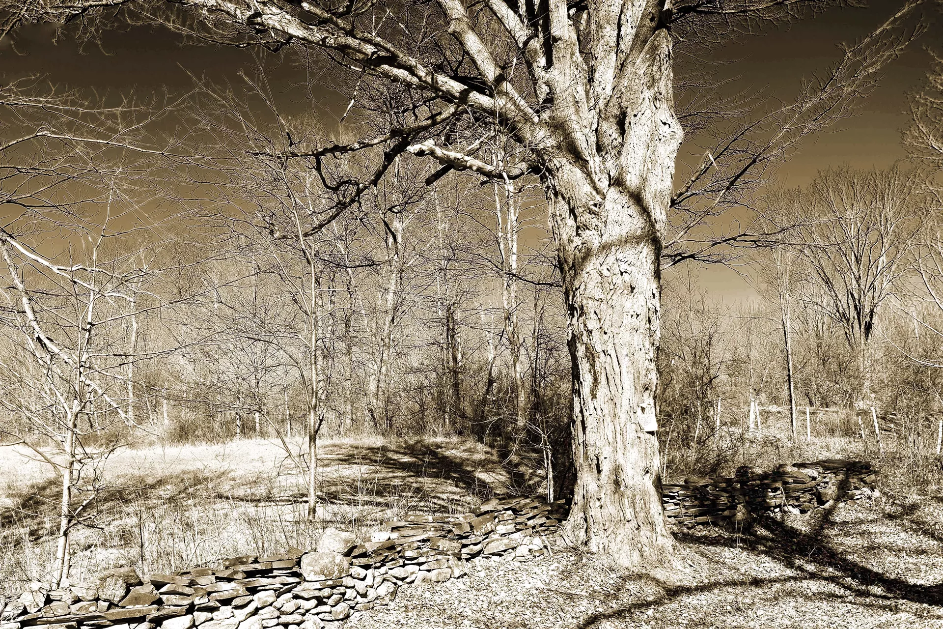 "Guardian" by Denise Letendre