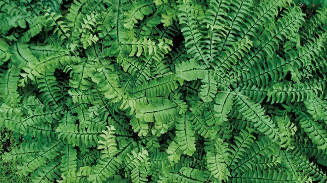 Image: Prime Perennials for Vermont's Climate