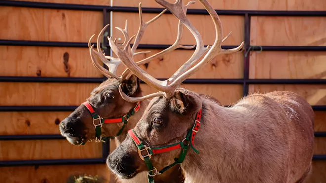 Image: Reindeer Live