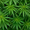 Report Contemplates Legalizing Marijuana in Vermont