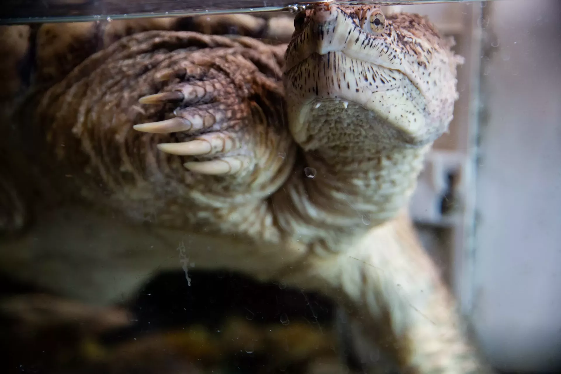 snapping_turtle_copy.webp