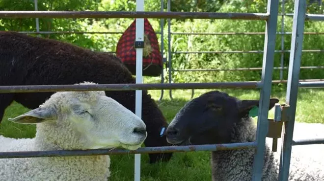 Image: Sheep & Wool Day