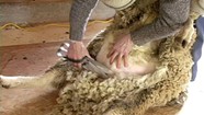 Sheep Shearing School [SIV124]