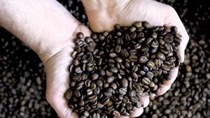 Small Coffee Roasters Look to Expand in Keurig Green Mountain Country