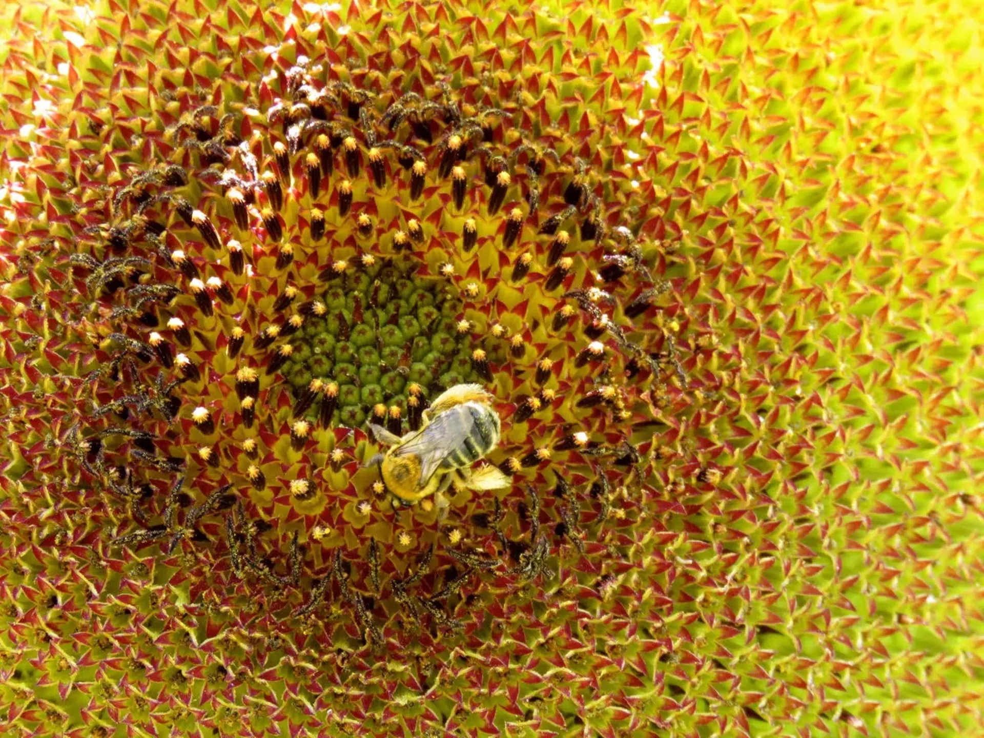 "Gold on Gold" by Megan Humphrey