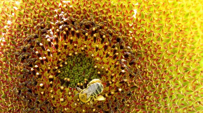 Image: Sunflowers for Ukraine: A Silent Art Auction
