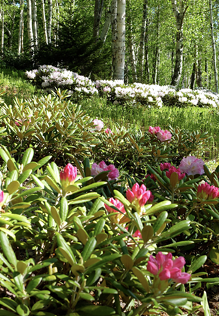 Image: The Birchwood Garden Opening